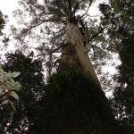 Malt Rest (Otway Park) - Rainforest walk